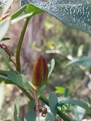 Passiflora cinnabarina