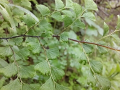 Adiantum excisum