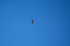 Accipiter cirrocephalus