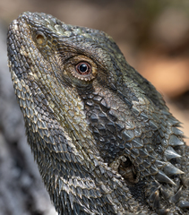 Pogona barbata