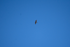 Accipiter cirrocephalus