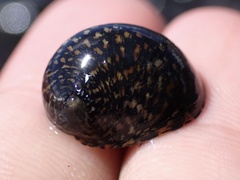 Nerita polita