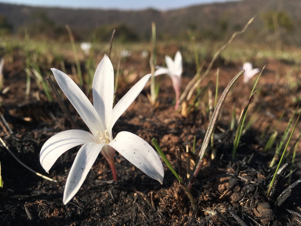 Natal Crocus