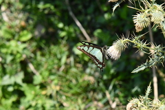 Graphium cloanthus