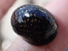 Nerita polita