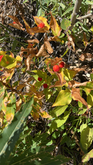 Prosartes trachycarpa