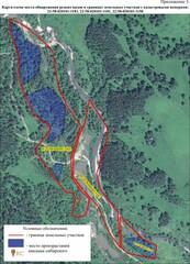 Erythronium sibiricum