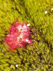 Drosera trinervia