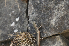 Sphenomorphus indicus