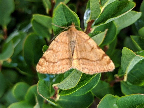 Rusty Speranza Moth