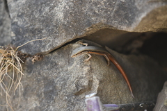 Sphenomorphus indicus