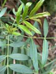 Polyscias sambucifolia