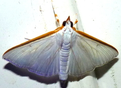 Diaphania costata