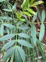 Polyscias sambucifolia