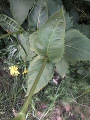 Silphium perfoliatum