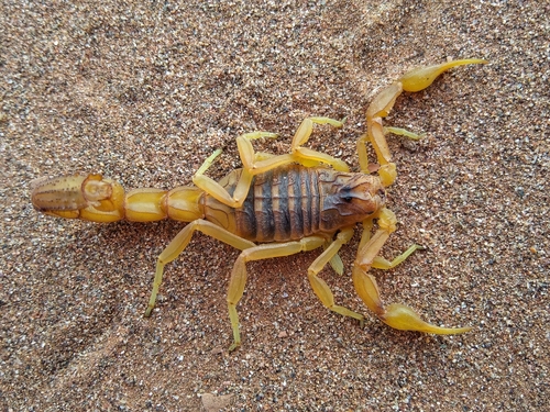 Buthus boumalenii · iNaturalist