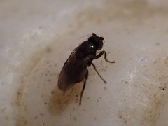 Limosininae