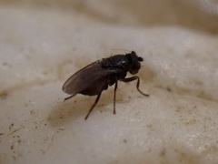 Limosininae