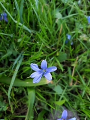 Tecophilaea violiflora