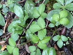 Potentilla indica