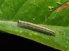 Epipaschia superatalis