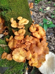 Desarmillaria tabescens