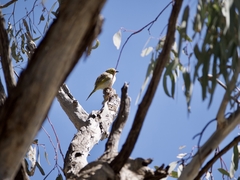 Ptilotula penicillata