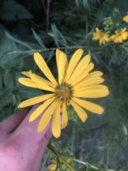 Silphium perfoliatum