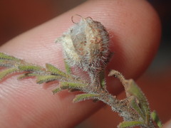Eremophila battii