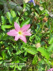 Zephyranthes rosea