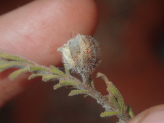 Eremophila battii