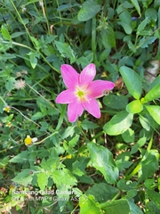 Zephyranthes rosea