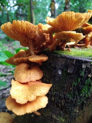 Desarmillaria tabescens