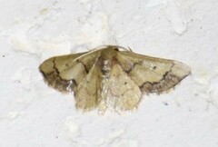 Idaea kendallaria