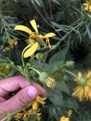 Silphium perfoliatum