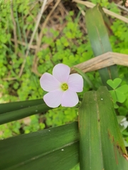 Oxalis incarnata