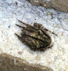 Eriophora