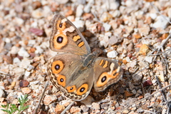 Junonia villida