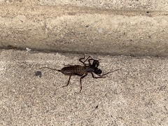 Mastigoproctus tohono