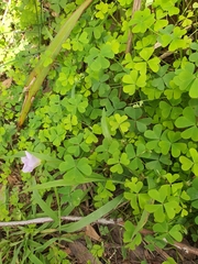 Oxalis incarnata