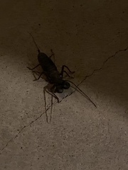 Mastigoproctus tohono