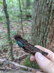 Chlorociboria aeruginascens