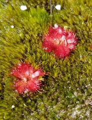 Drosera trinervia