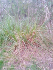 Cortaderia selloana