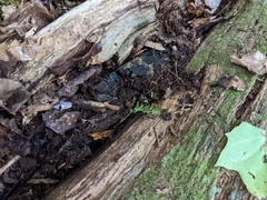 Chlorociboria aeruginascens
