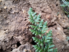 Cheilanthes hypoleuca