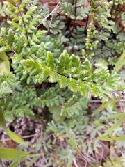Cheilanthes hypoleuca