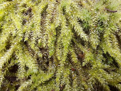 Catagoniopsis berteroana observed 2022-09-06