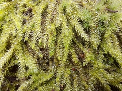 Catagoniopsis berteroana