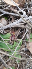 Chiloglottis formicifera